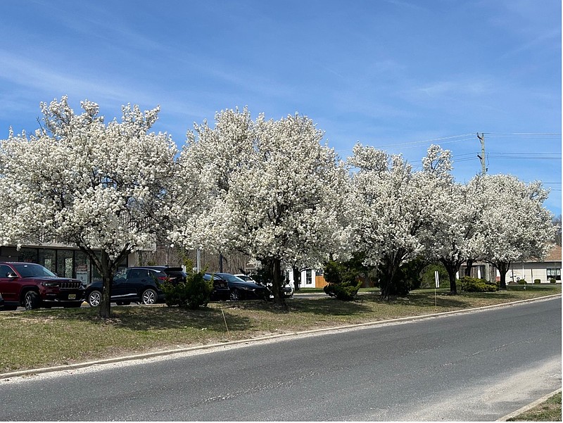 A row of mature Bradford pear trees covered in dense white blossoms, planted along a grassy strip between a road and a parking lot on a sunny day.