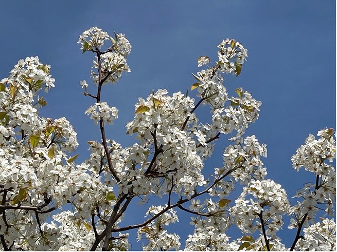 The Beautiful but Destructive Bradford Pear: Why New Jersey is Banning This Invasive Tree