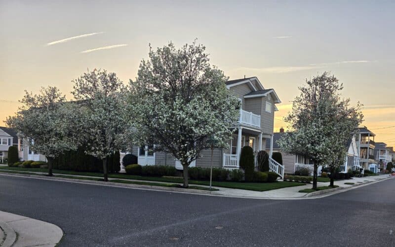 A row of blooming Bradford pear trees with white flowers planted along the sidewalk and street corner of a residential neighborhood in front of a two-story house, set against a soft sunset sky.