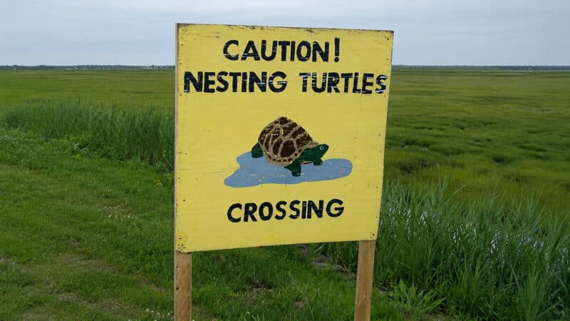 Yellow roadside sign reading "Caution! Nesting Turtles Crossing" with an illustration of a turtle. The sign stands in a coastal marsh area where diamondback terrapins are known to cross during nesting season.
