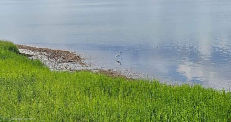 A landscape photograph from Margate City, New Jersey, showing a Great Egret hunting in a calm salt marsh with green grass and its reflection.