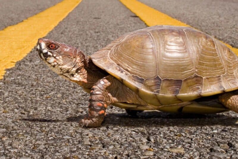 Terrapin 2 Close-up of a diamondback terrapin crossing a paved roadway between yellow center lines during nesting season. The turtle is walking across the road while searching for a suitable place to lay eggs.