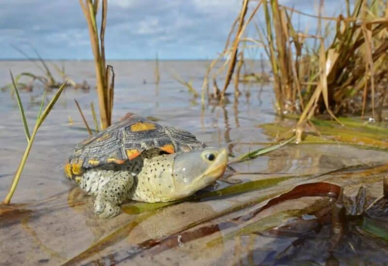 Terrapin 4 Juvenile diamondback terrapin partially submerged in shallow marsh water among coastal grasses and aquatic vegetation. The young turtle is resting near the shoreline of a tidal estuary.