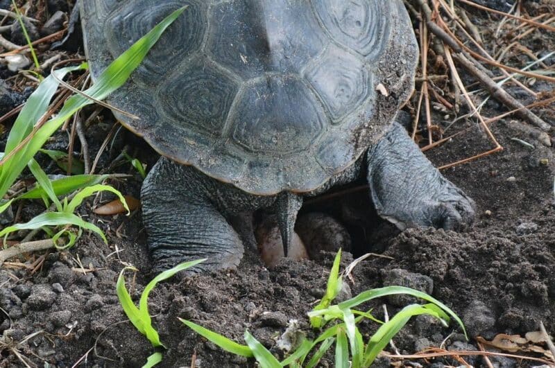 Terrapin 6 Female diamondback terrapin digging a nest and laying eggs in sandy soil surrounded by vegetation. Several eggs are visible beneath the turtle during the nesting process.