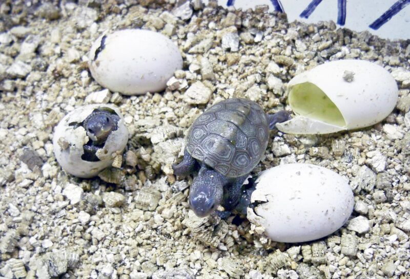 Terrapin Babies 1 Baby diamondback terrapins hatching from white eggs in a nesting substrate. One hatchling has fully emerged while another is breaking through its shell.