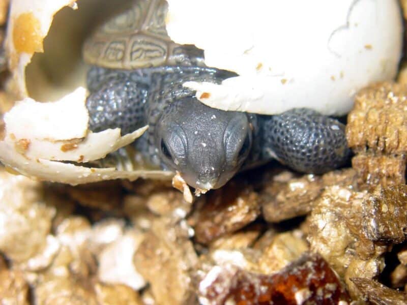 Terrapin Babies 2 Close-up of a diamondback terrapin hatchling emerging from a cracked eggshell. The baby turtle is pushing through the shell fragments during the hatching process.